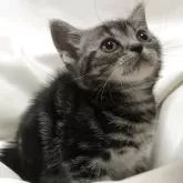 アメリカンショートヘア【三重県・女の子・2025年3月21日・シルバータビー】の写真9