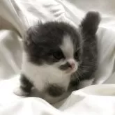 キンカロー【三重県・男の子・2025年7月2日・ブルータビーホワイト】の写真9