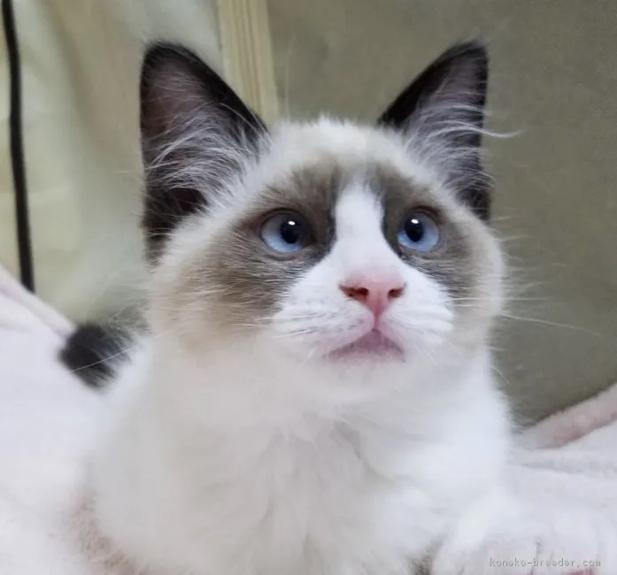 ID：1901-01292の子猫