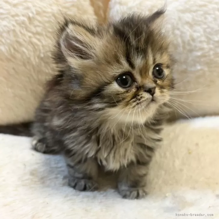 ID：2402-01772の子猫