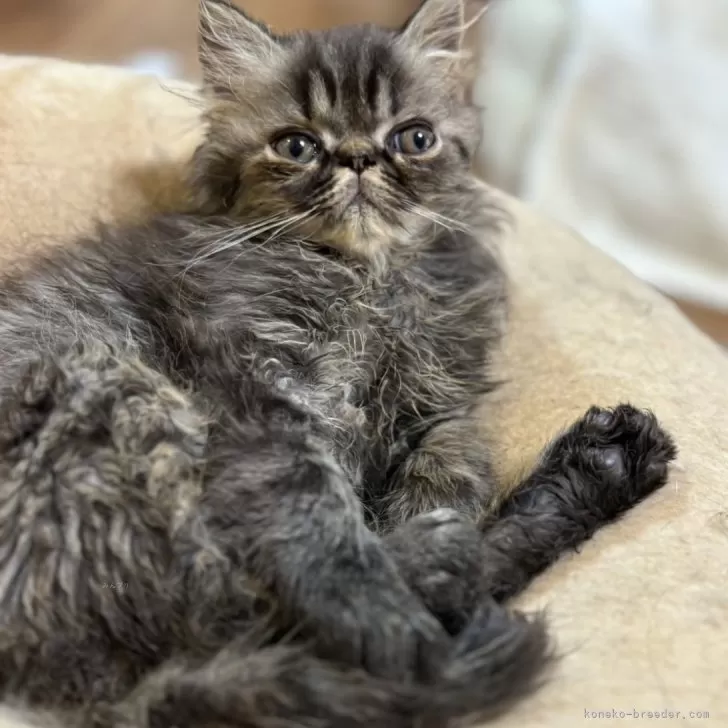 ID:2408-02430の子猫