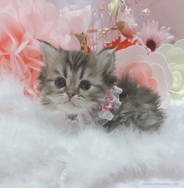 ID：2202-00285の子猫