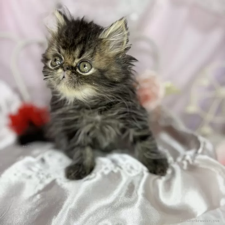 ID：2405-01277の子猫