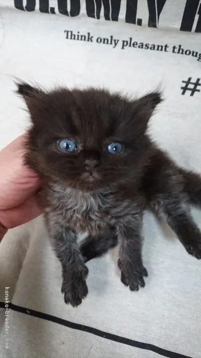 ID:1706-01302の子猫