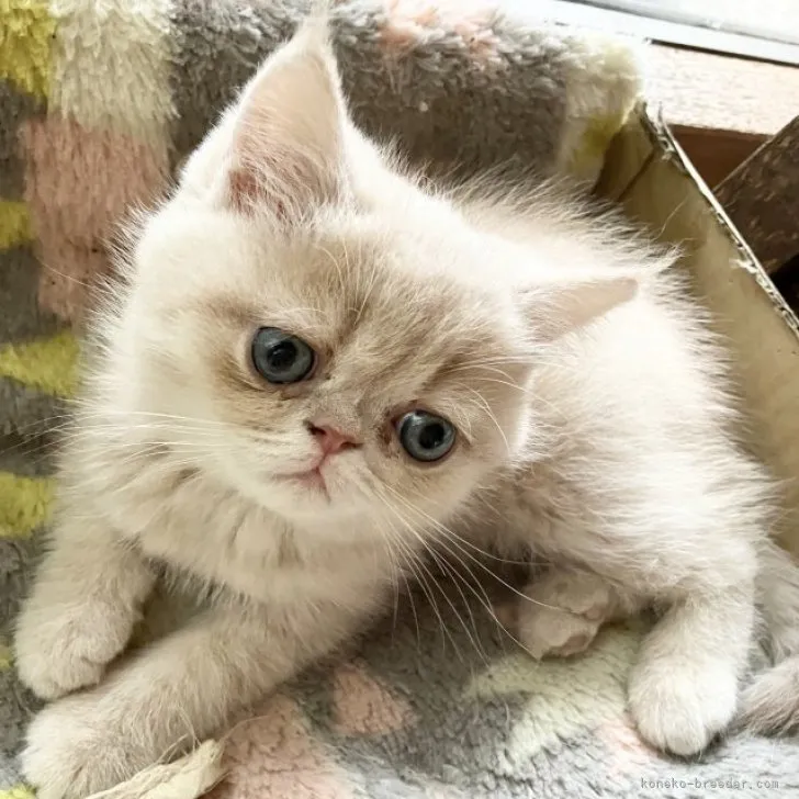 ID：2304-02970の子猫