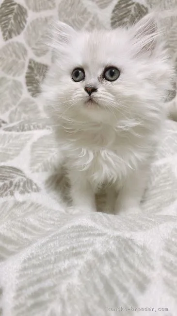 ID：2111-02332の子猫