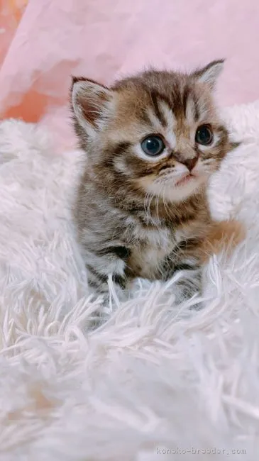 ID：2105-00098の子猫