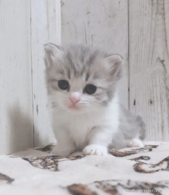 ID：2003-00651の子猫