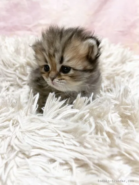ID：2201-01721の子猫