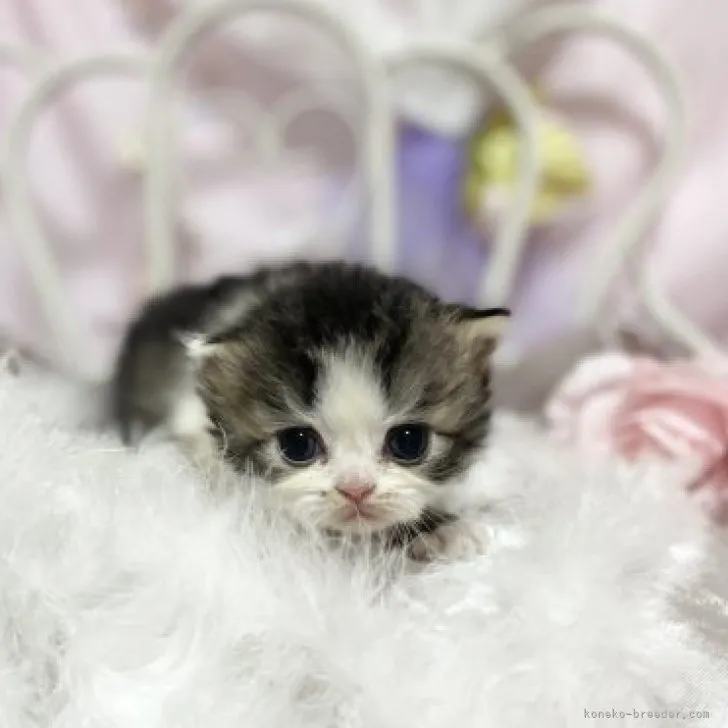 ID：2305-00280の子猫