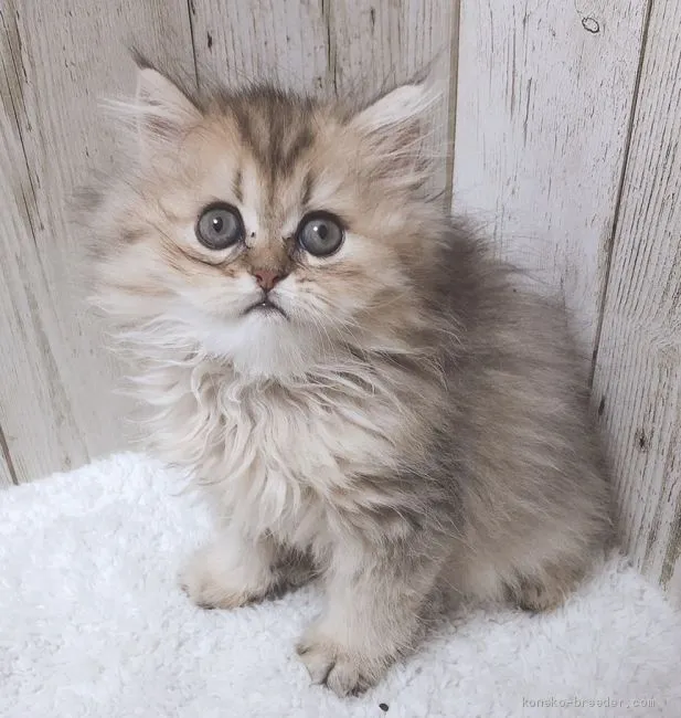 ID:1907-01080の子猫