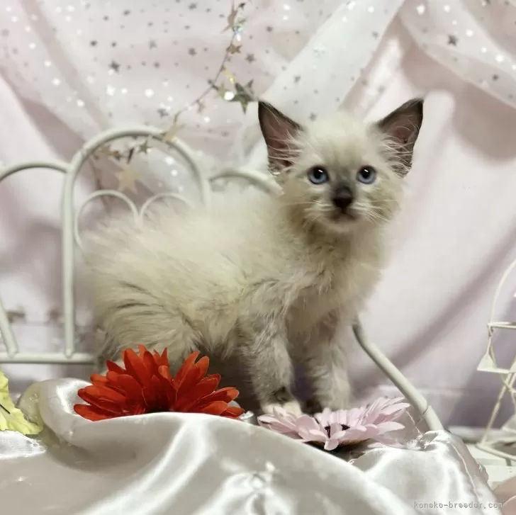 ID：2408-02392の子猫