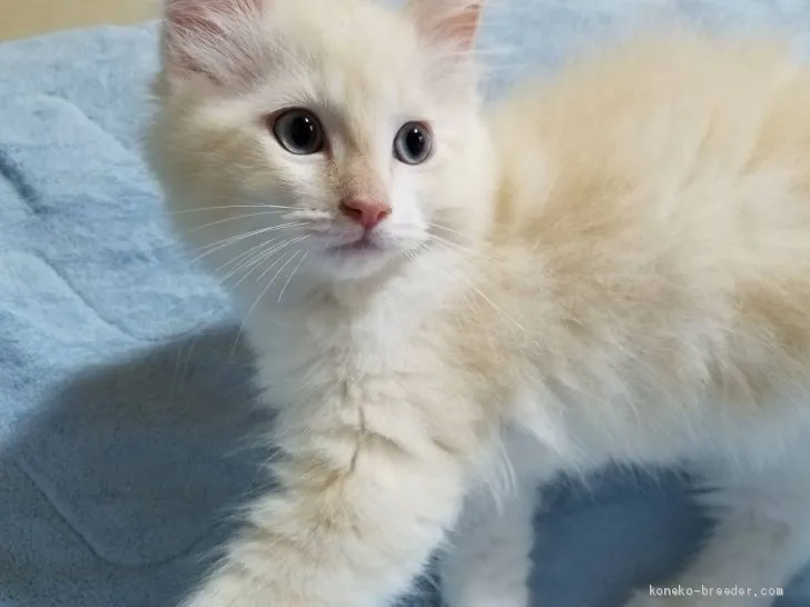 ID：2005-01857の子猫