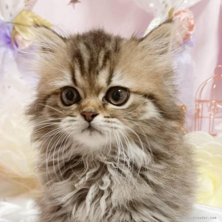 チンチラ子猫ちゃんオーダーお受けします(〃⌒ー⌒〃)ゞ