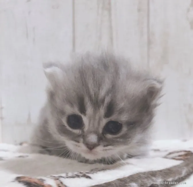 ID:2003-00650の子猫