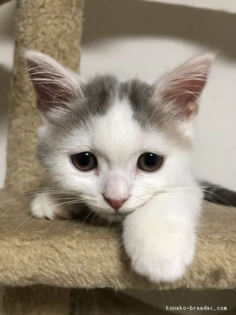 こも。 様のお迎えした子猫