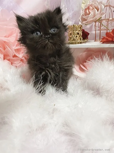 ID：2203-01167の子猫