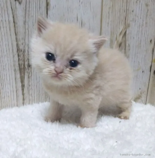 ID：1812-00616の子猫