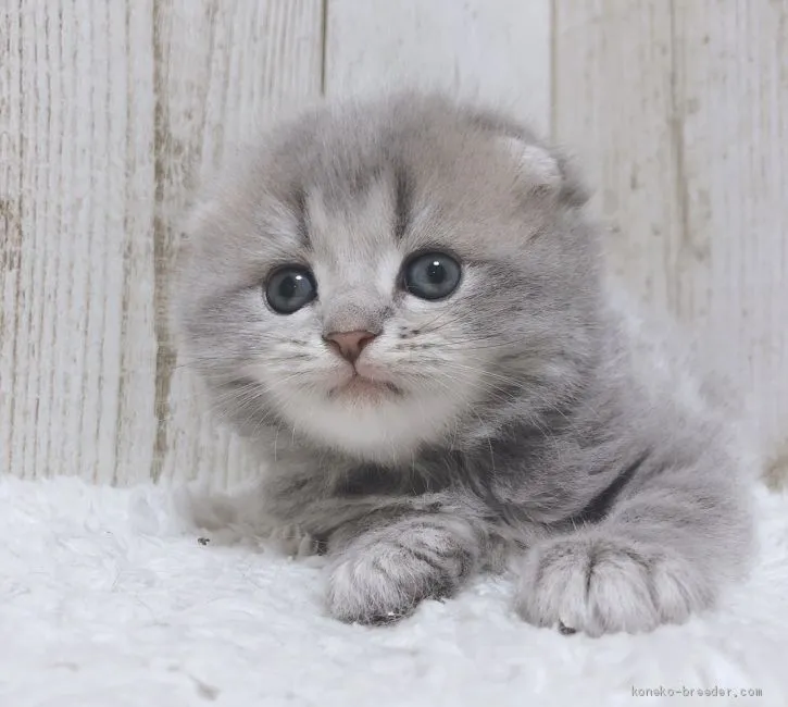 ID:1911-01826の子猫