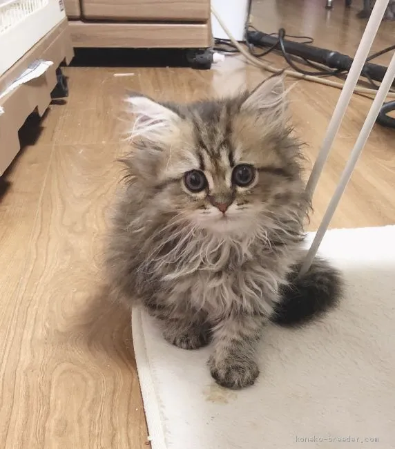 ID：2004-00502の子猫