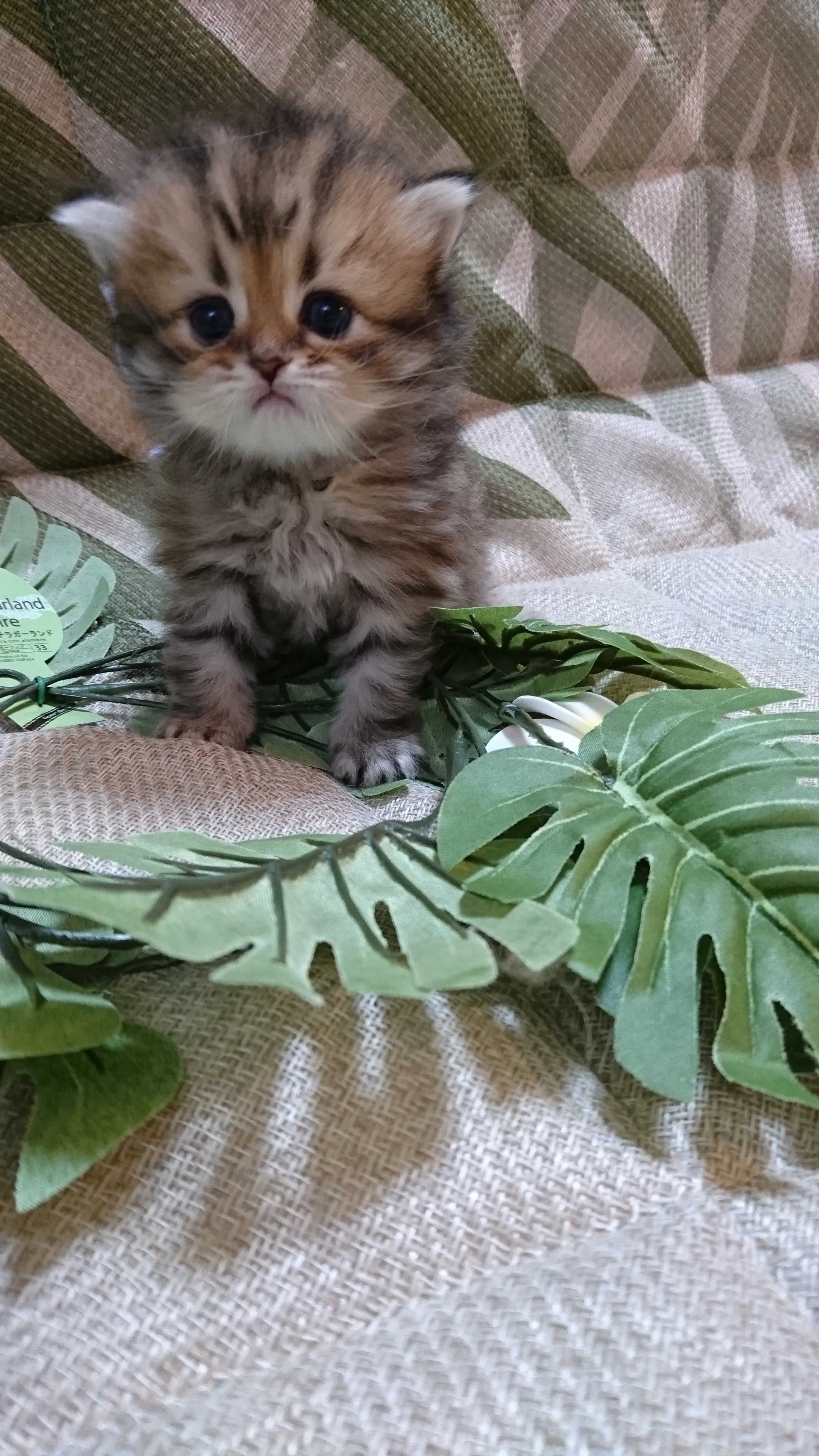 ID：1605-00192の子猫