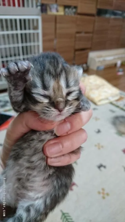 ID：1702-00390の子猫