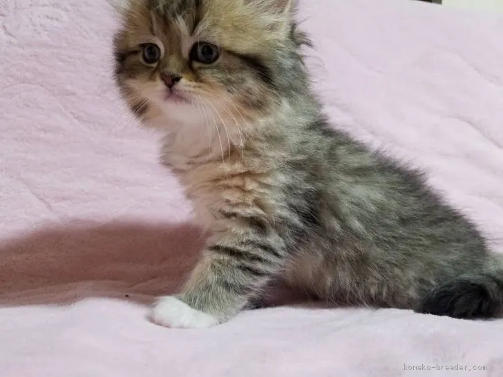 ID：2004-02042の子猫