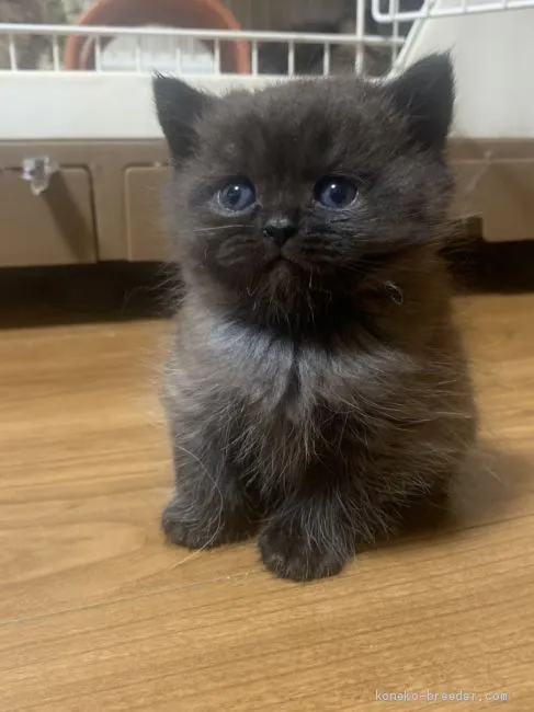 ID：2005-01879の子猫