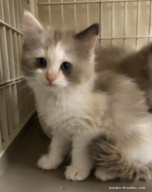 ID：2010-02170の子猫