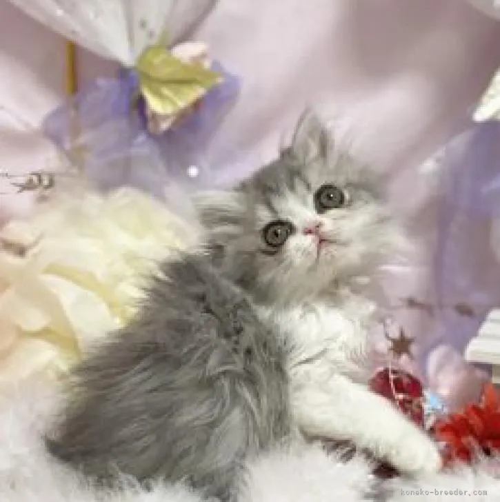 ID：2211-01586の子猫