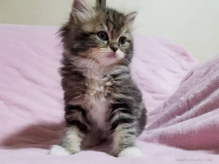 リアル 様のお迎えした子猫