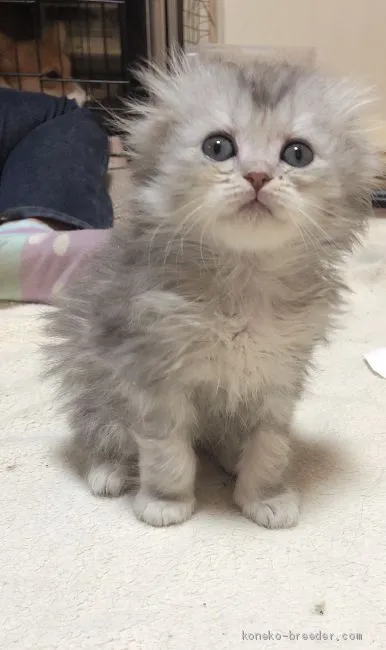 ID：2005-00108の子猫