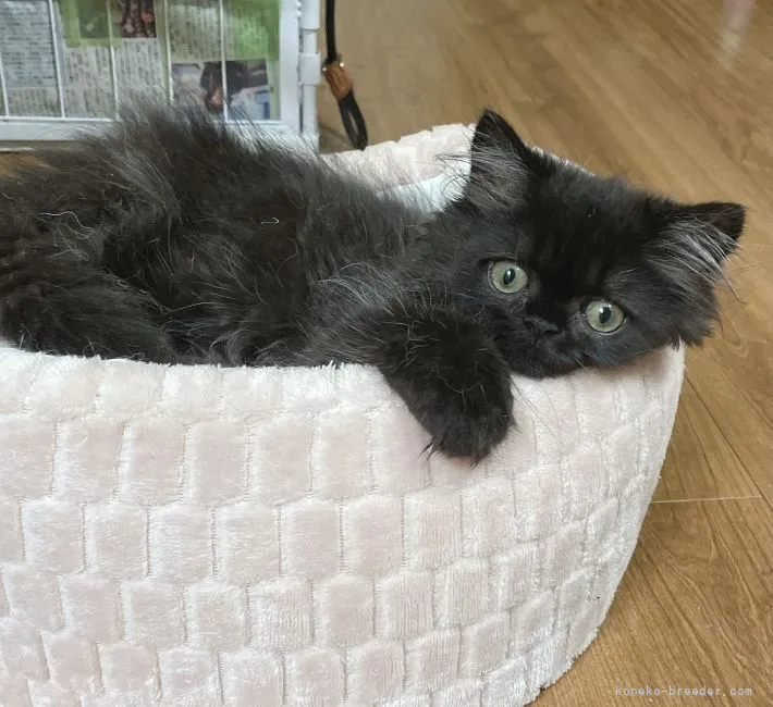 ID：2109-00432の子猫