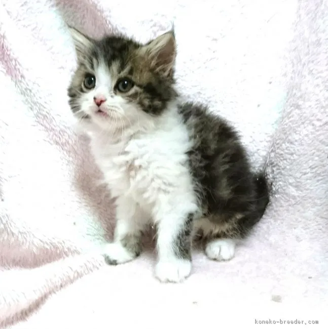ID:1804-00778の子猫