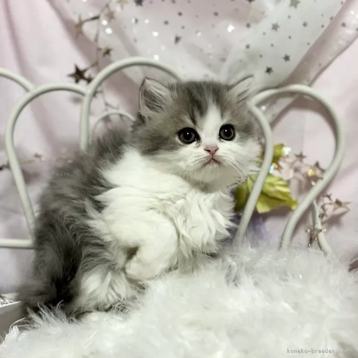 ID：2311-01720の子猫