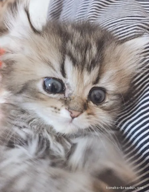 ID：1903-00072の子猫