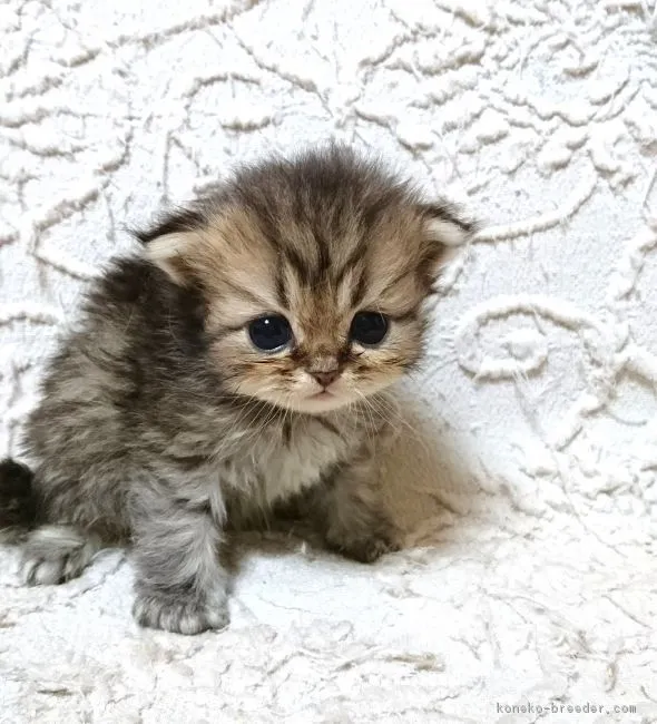 ID:1806-00204の子猫