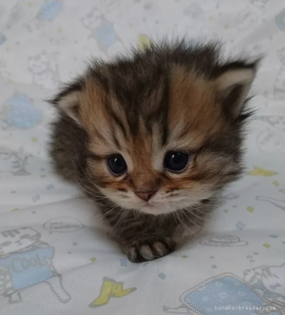 ID：1709-01126の子猫