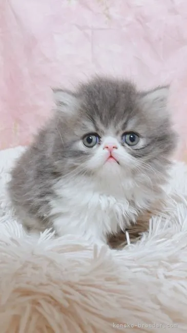 ID：2110-01398の子猫