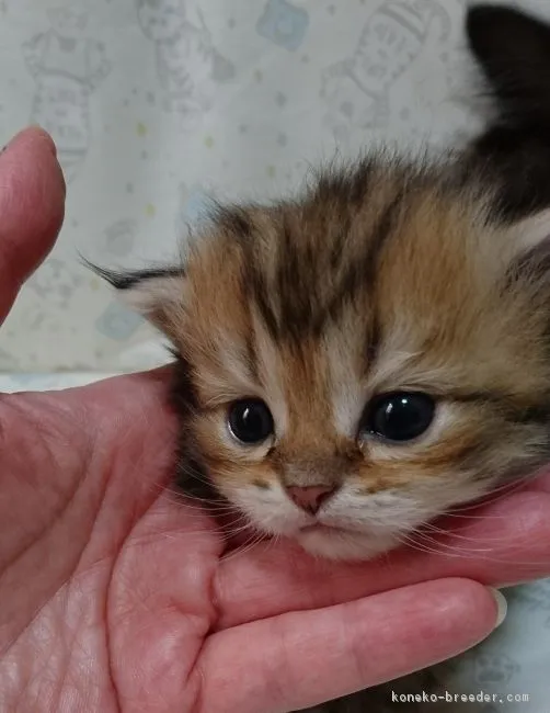 ID：1709-01128の子猫