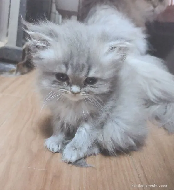 ID：2005-01878の子猫