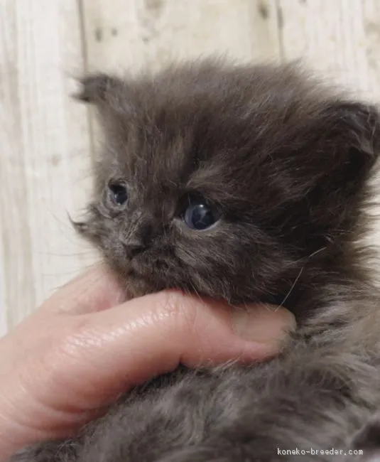 ID:1904-00970の子猫