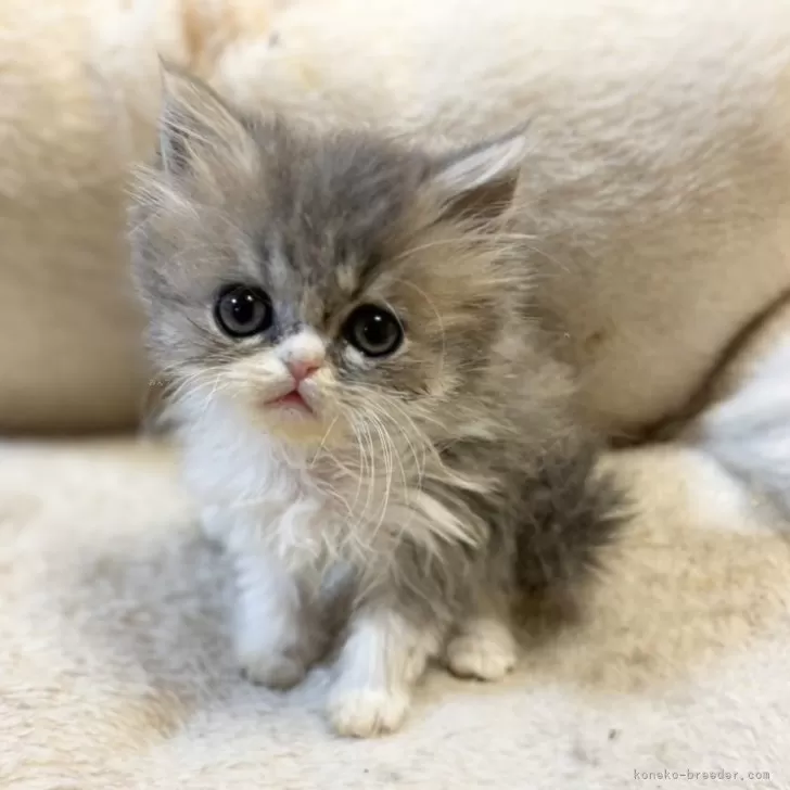 ID：2405-00386の子猫