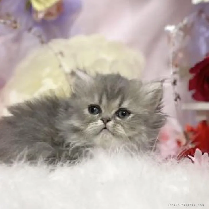 ID：2211-01584の子猫