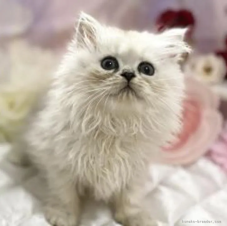 ID：2210-00050の子猫
