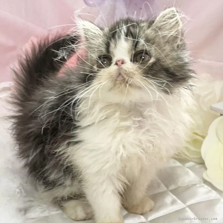 ID:2206-03362の子猫