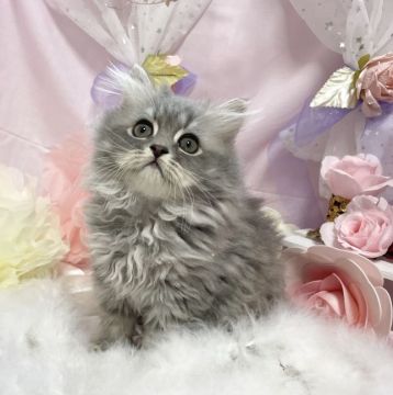 ペルシャ【愛知県・男の子・2022年3月18日・ブルースモーク】の写真「むちころ男の子★」