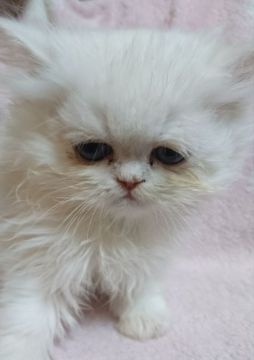 ペルシャ【愛知県・男の子・2018年2月1日・シェルカメオ】の写真「雪だるまみたいなぼくでーす♪」