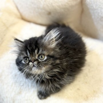 エキゾチックショートヘア【愛知県・男の子・2023年12月3日・ブラウンタビー（ロング）】の写真「ぼーっとしている男の子♪」