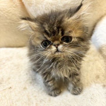 エキゾチックショートヘア【愛知県・男の子・2024年4月6日・ブラウンタビー（ロングヘア）】の写真「むっちりかわいい男の子♪」